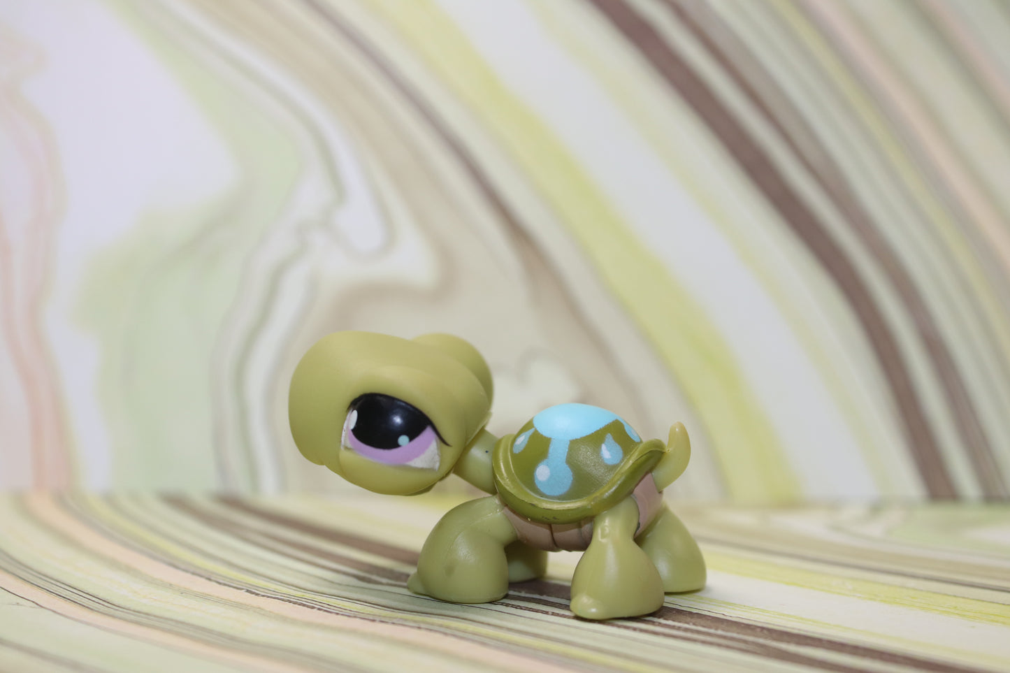 Lps blemished turtle 149