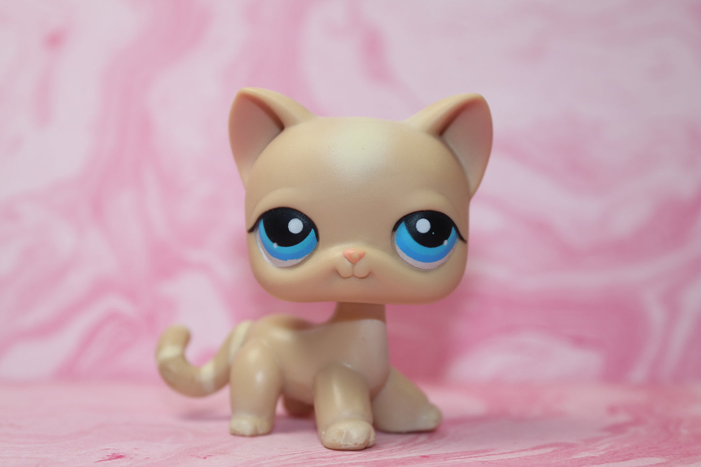 Lps shorthair cat 228