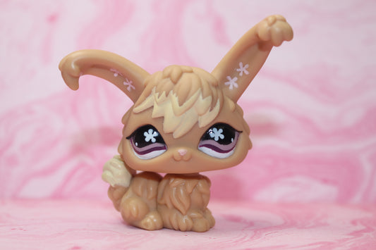 Lps brown angora rabbit 631