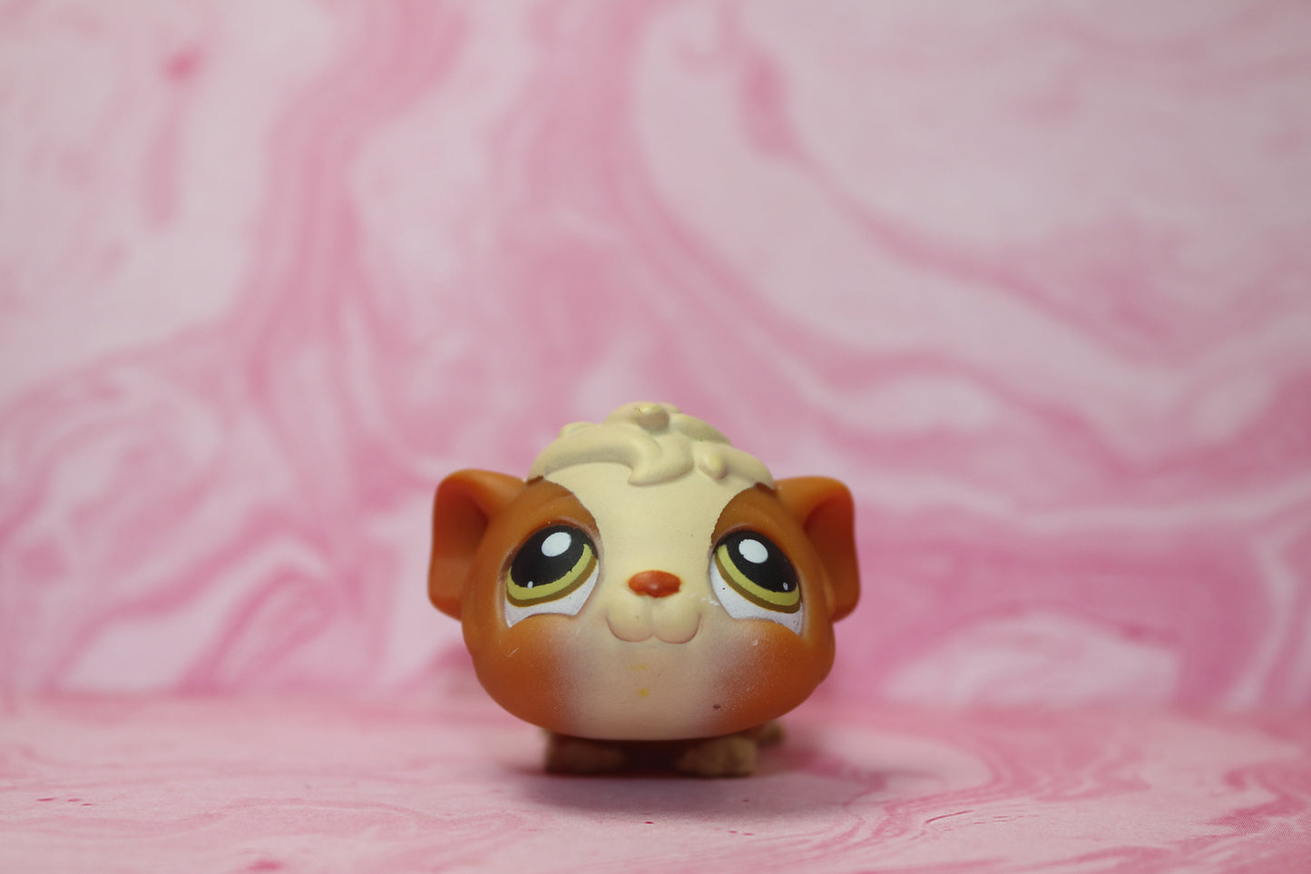 Lps guinea pig 213