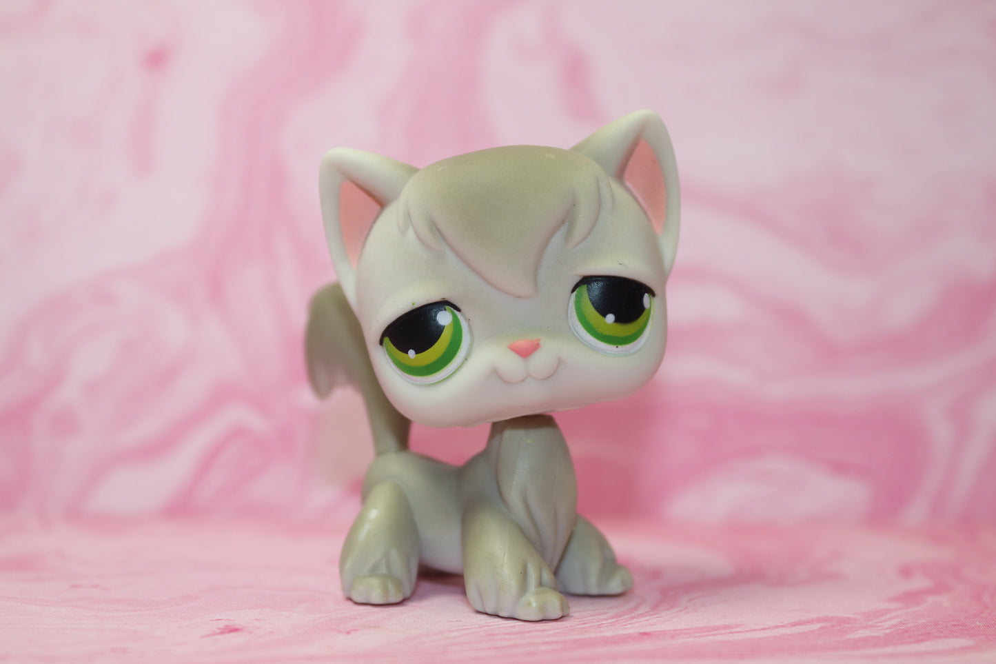 Lps grey longhair cat 20