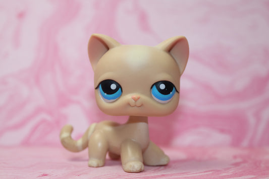 Lps shorthair cat 228