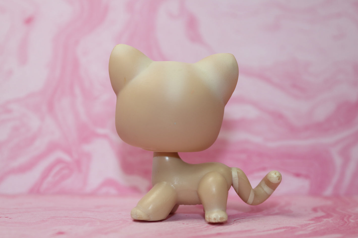 Lps shorthair cat 228