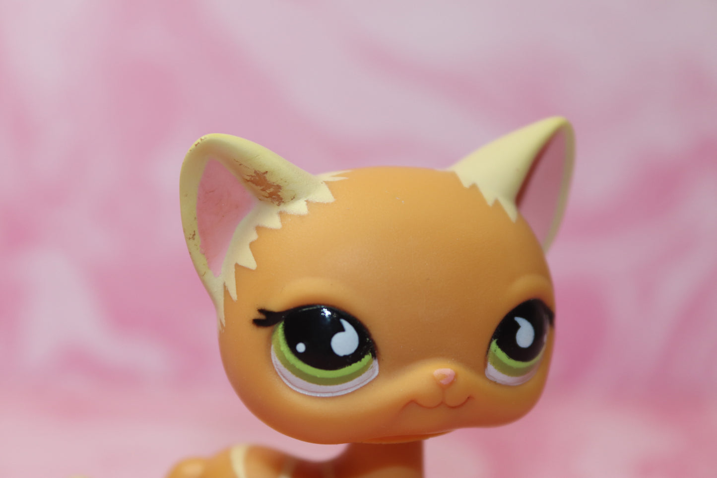 Lps blemished shorthair cat 525