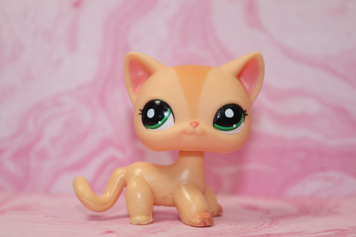 Lps shorthair cat 1764